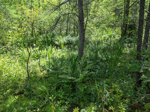 Nature Preserve «Eshqua Bog Natural Area», reviews and photos, Garvin Hill Rd, Woodstock, VT 05091, USA