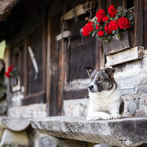 Hundefotografie Schwarzwald 