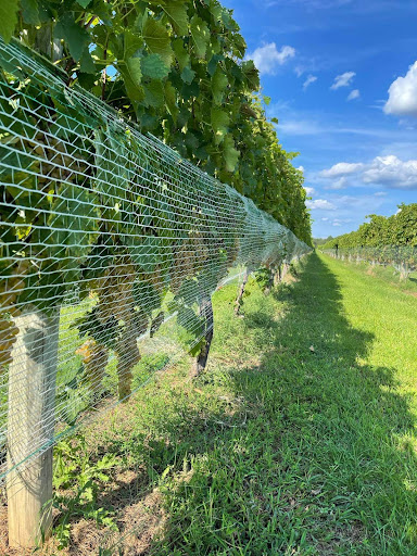 Vineyard «Crow Farm», reviews and photos, 12441 Vansant Corner Rd, Kennedyville, MD 21645, USA