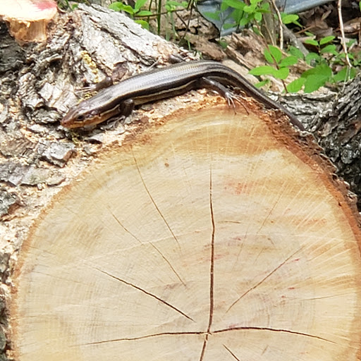 Nature Preserve «Spring Creek Forest Preserve», reviews and photos, 1770 Holford Rd, Garland, TX 75044, USA