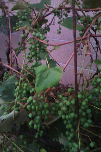 Movie Theater «Cobb Daytona Luxury Theatres», reviews and photos, 1850 Legend lane E100, Daytona Beach, FL 32114, USA