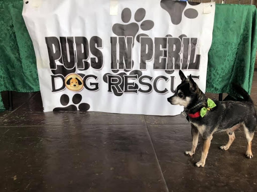 Bubba's CBD Products for "Hoomans" and Pets