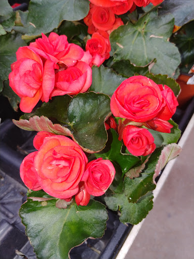 Florist «Nunan Florist & Greenhouses», reviews and photos, 269 Central St, Georgetown, MA 01833, USA