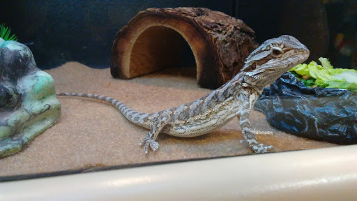 Pet Supply Store «PetSmart», reviews and photos, 400 S State Rd, Springfield, PA 19064, USA