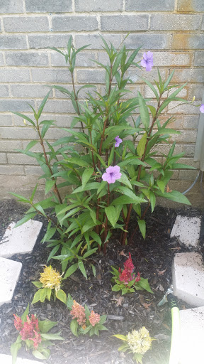 Movie Theater «United Artists Galaxy Theatre 10», reviews and photos, 11801 McCree Rd, Dallas, TX 75238, USA