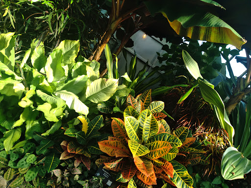 Tourist Attraction «Anna Scripps Whitcomb Conservatory», reviews and photos, 900 Inselruhe Ave, Detroit, MI 48207, USA