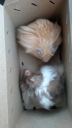 Pet Supply Store «Petco Animal Supplies», reviews and photos, 810 Kingwood Dr, Kingwood, TX 77339, USA