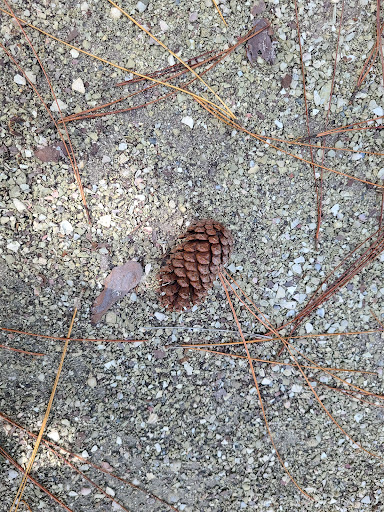 Nature Preserve «Calusa Nature Center & Planetarium», reviews and photos, 3450 Ortiz Ave, Fort Myers, FL 33905, USA