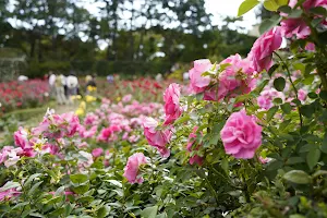 Yatsu Rose Garden image
