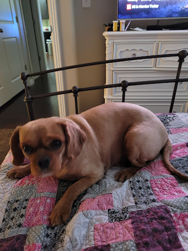 Pet Supply Store «PetSmart», reviews and photos, 3081 S 5600 W, Salt Lake City, UT 84120, USA