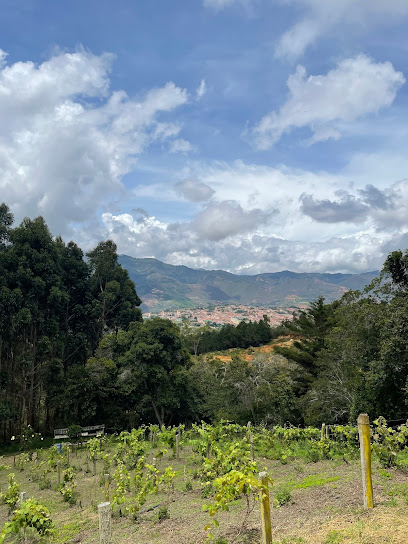 Viñedos Sierra Morena - Vino Perú de la Croix