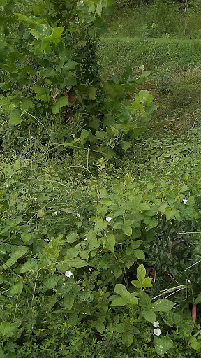 Park «Best Friend Park», reviews and photos, 6224 Jimmy Carter Blvd, Norcross, GA 30071, USA