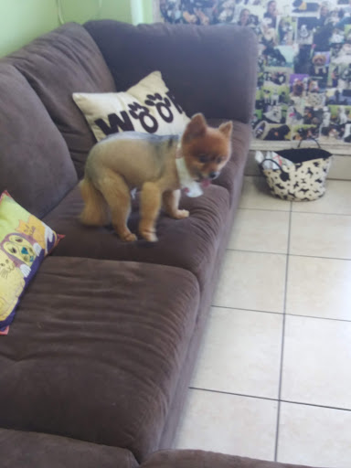 Pet Groomer «Mario`s Pet Grooming & Boutique», reviews and photos, 708 SE 17th St, Fort Lauderdale, FL 33316, USA