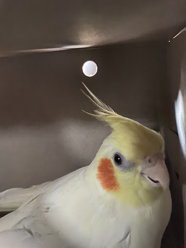 Pet Store «Pet City», reviews and photos, 108 E Burnside Ave, Bronx, NY 10453, USA