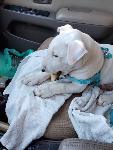 Pet Supply Store «Munchies Natural Pet Foods», reviews and photos, 2896 W Bay Dr, Belleair Bluffs, FL 33770, USA