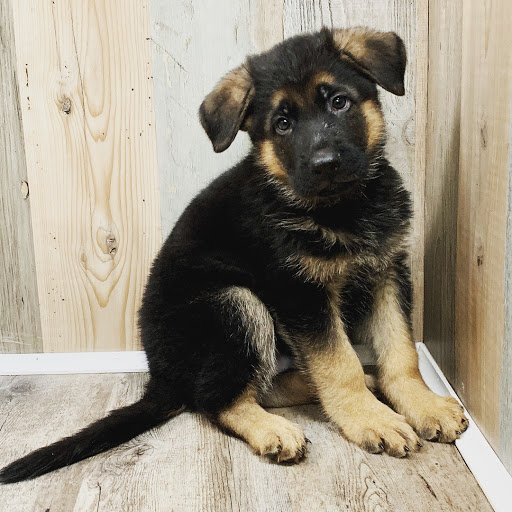 Dog Breeder «Playful Pets», reviews and photos, 115 Ridge Pike, Conshohocken, PA 19428, USA