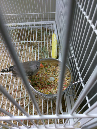 Pet Supply Store «Pet Supplies Plus», reviews and photos, 700 Boston Rd Suite 12b, Billerica, MA 01821, USA