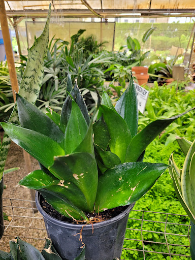 Wholesale Plant Nursery «Galloway Farm Nursery Inc.», reviews and photos, 7790 SW 87th Ave, Miami, FL 33173, USA