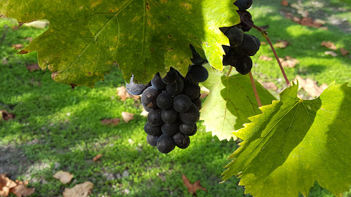 Vineyard «Folktale Winery & Vineyards», reviews and photos, 8940 Carmel Valley Rd, Carmel-By-The-Sea, CA 93923, USA