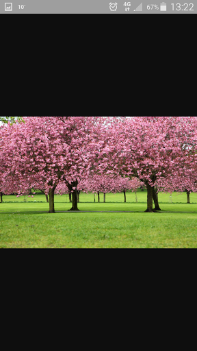Absolute landscaping & Treecare