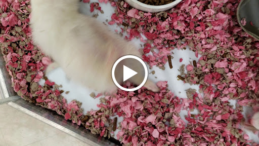 Pet Supply Store «Petco Animal Supplies», reviews and photos, 5975 20th St, Vero Beach, FL 32966, USA