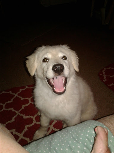 Pet Supply Store «Petco Animal Supplies», reviews and photos, 2784 W Peoria Ave, Phoenix, AZ 85029, USA