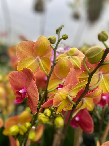 Florist «Floradise Orchids», reviews and photos, 19154 James Madison Hwy, Gordonsville, VA 22942, USA