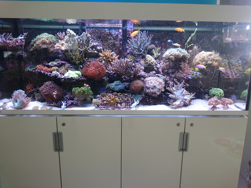 Crazy PalyZoa unter Heimsheim, 