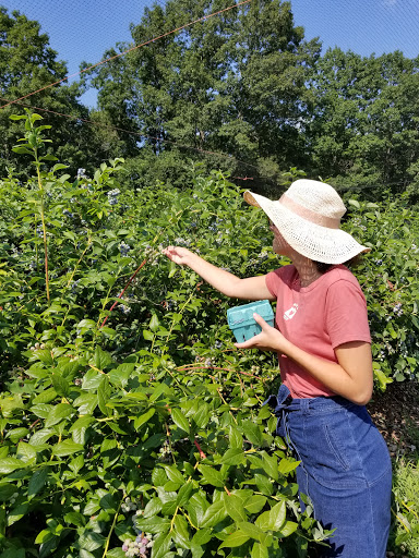 Tourist Attraction «Sunflower Maze», reviews and photos, South St, Middlefield, CT 06455, USA