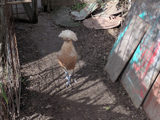 Gift Shop «Rose & Thorn», reviews and photos, 10050 Bodega Hwy, Sebastopol, CA 95472, USA