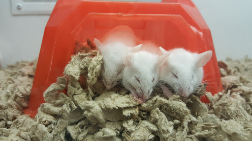 Pet Supply Store «Petco Animal Supplies», reviews and photos, 1019 Cochrane Rd, Morgan Hill, CA 95037, USA