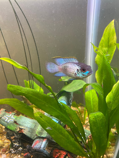 Tropical Fish Store «Coral Reef Aquariums», reviews and photos, 8416 N Armenia Ave, Tampa, FL 33604, USA