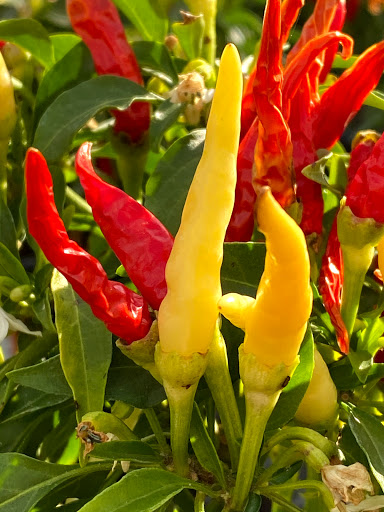 Home Improvement Store «The Home Depot», reviews and photos, 2455 E Imperial Hwy, Brea, CA 92821, USA