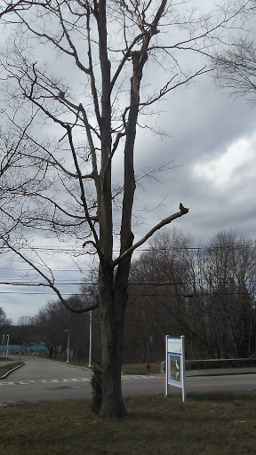 Non-Profit Organization «Museum of American Bird Art at Mass Audubon», reviews and photos, 963 Washington St, Canton, MA 02021, USA