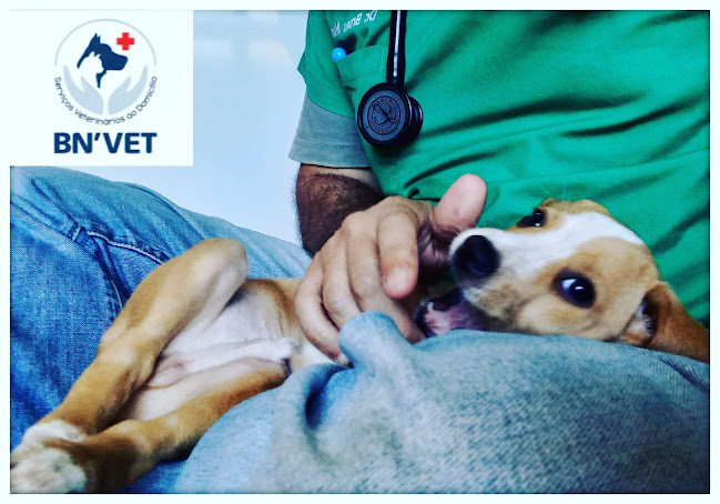 BNVET - Veterinário