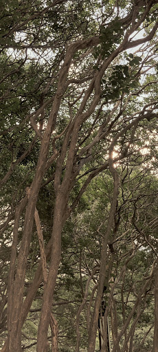 Park «Burnett Park», reviews and photos, 501 W 7th St, Fort Worth, TX 76102, USA