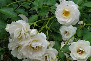 Mohegan Park - Memorial Rose Garden image