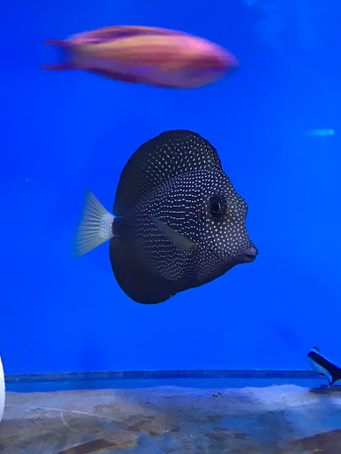 Tropical Fish Store «Aquatic Collection», reviews and photos, 1212 W Winton Ave, Hayward, CA 94545, USA