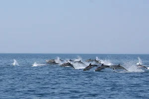 Jonian Dolphin Conservation image