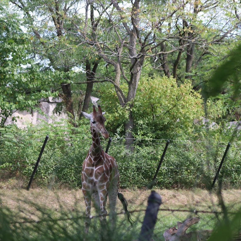 Giraffe and gazelle exhibit