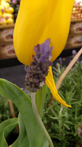 Health Food Store «Sprouts Farmers Market», reviews and photos, 5665 W Bell Rd, Glendale, AZ 85308, USA