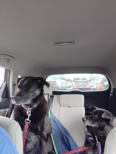 Pet Supply Store «Pet Supplies Plus», reviews and photos, 9630 Transit Rd Suite 400, East Amherst, NY 14051, USA