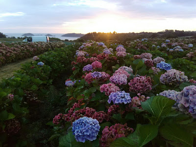 Hortensias Meyer à Kerfot