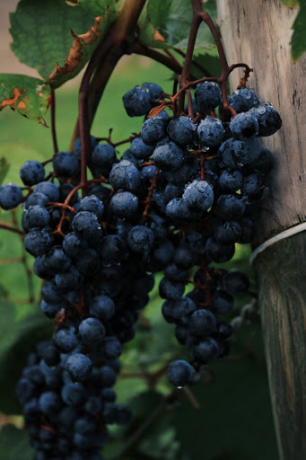 Winery «Domaine Berrien Cellars», reviews and photos, 398 E Lemon Creek Rd, Berrien Springs, MI 49103, USA