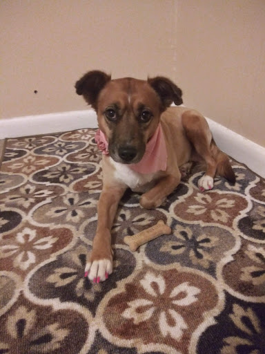 Pet Supply Store «PetSmart», reviews and photos, 11331 Causeway Blvd, Brandon, FL 33511, USA