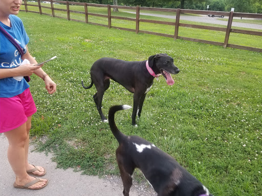 Craft Store «Michaels», reviews and photos, 217 Indian Lake Blvd #850, Hendersonville, TN 37075, USA