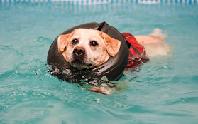 Well Dog Hydrotherapy