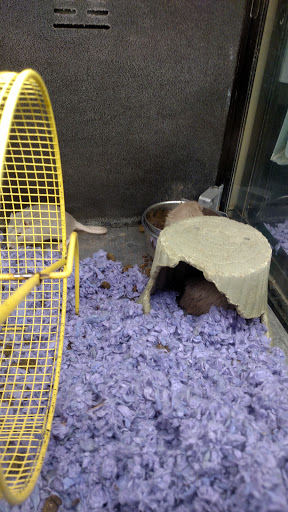 Pet Supply Store «PetSmart», reviews and photos, 4180 US-1, Monmouth Junction, NJ 08852, USA
