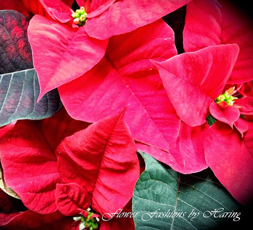 Florist «Flower Fashions by Haring», reviews and photos, 903 Hanshaw Rd #26, Ithaca, NY 14850, USA