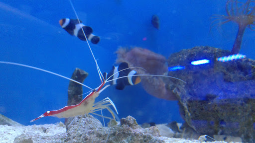 Tropical Fish Store «Fishy Business», reviews and photos, 911 E Church St, Lexington, TN 38351, USA